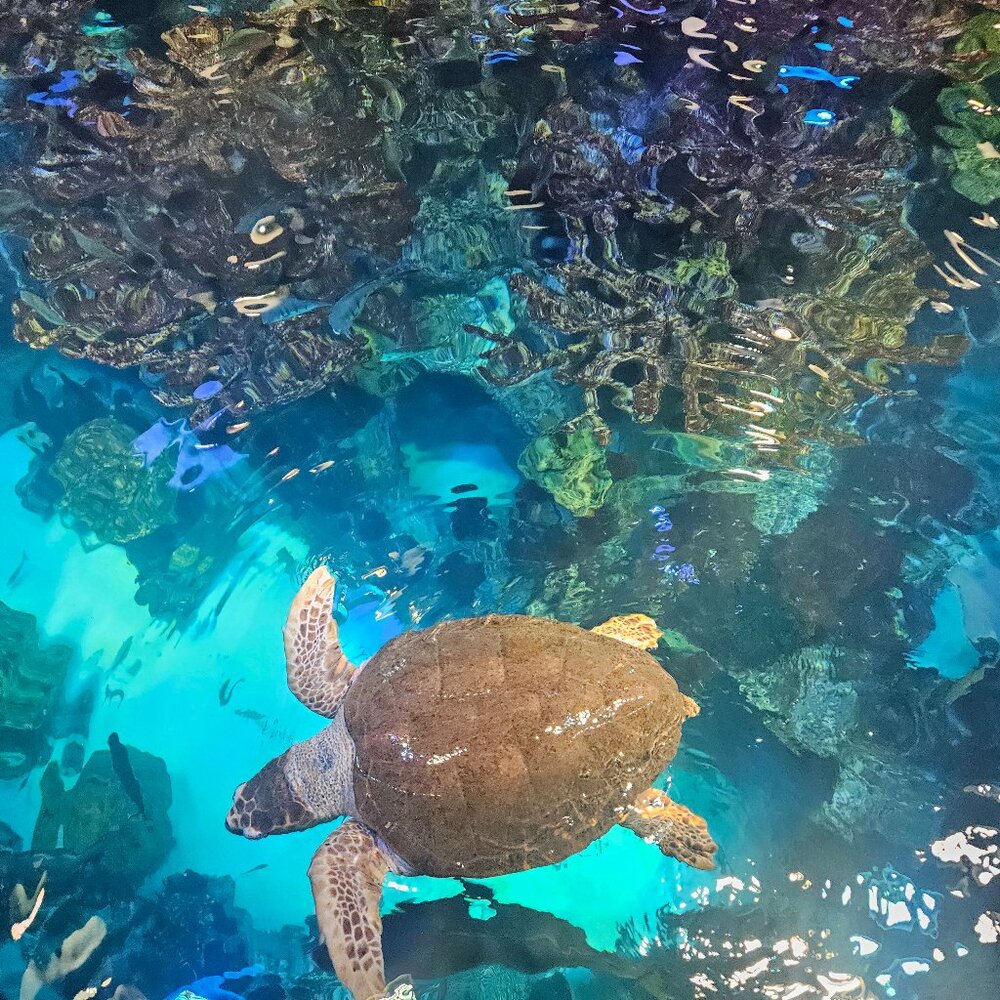 Meet your Posher, Joceline